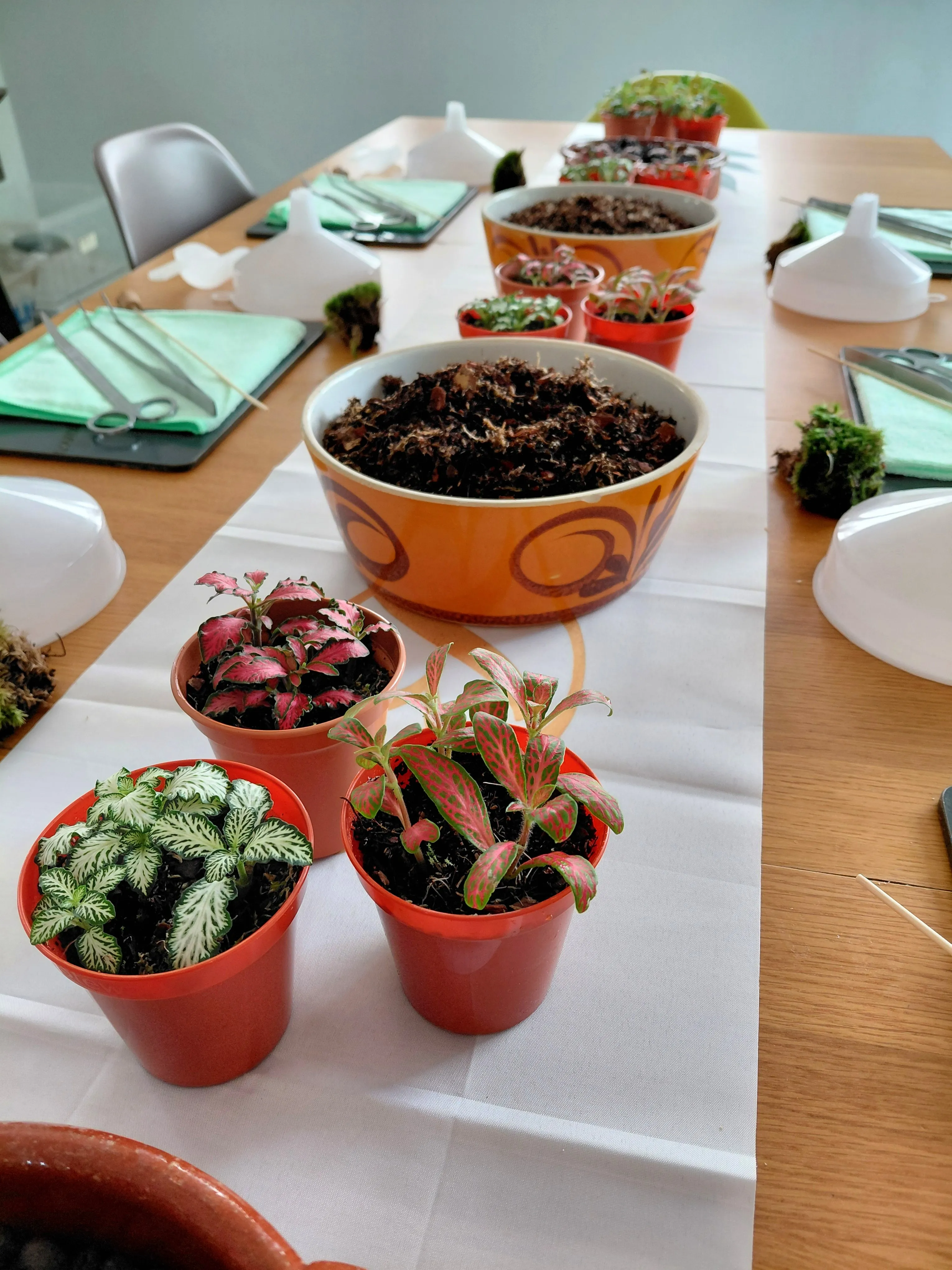 Terrarium materials prepared for a hands-on workshop