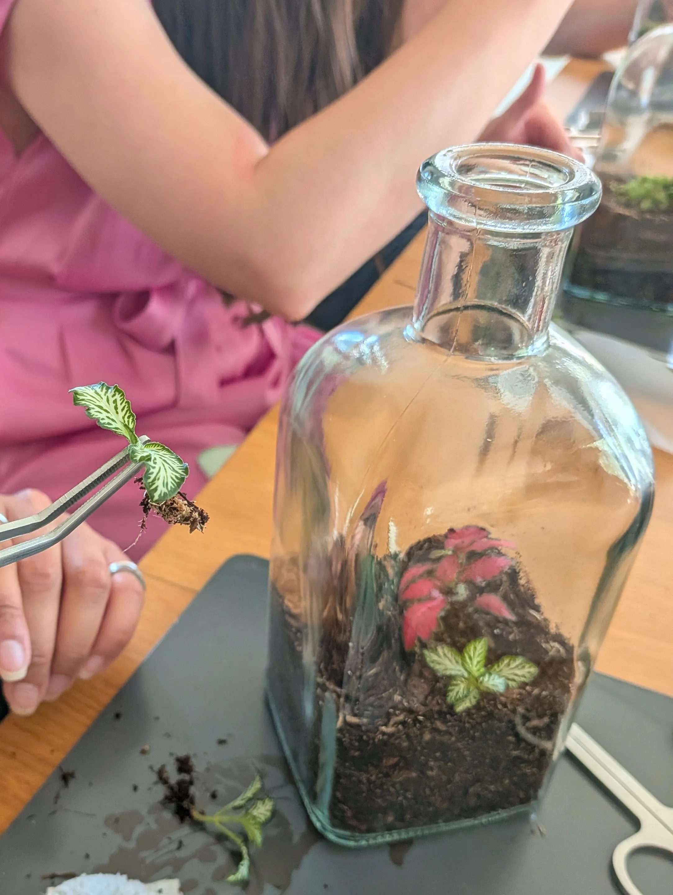 A terrarium created by Leaf & Layer
