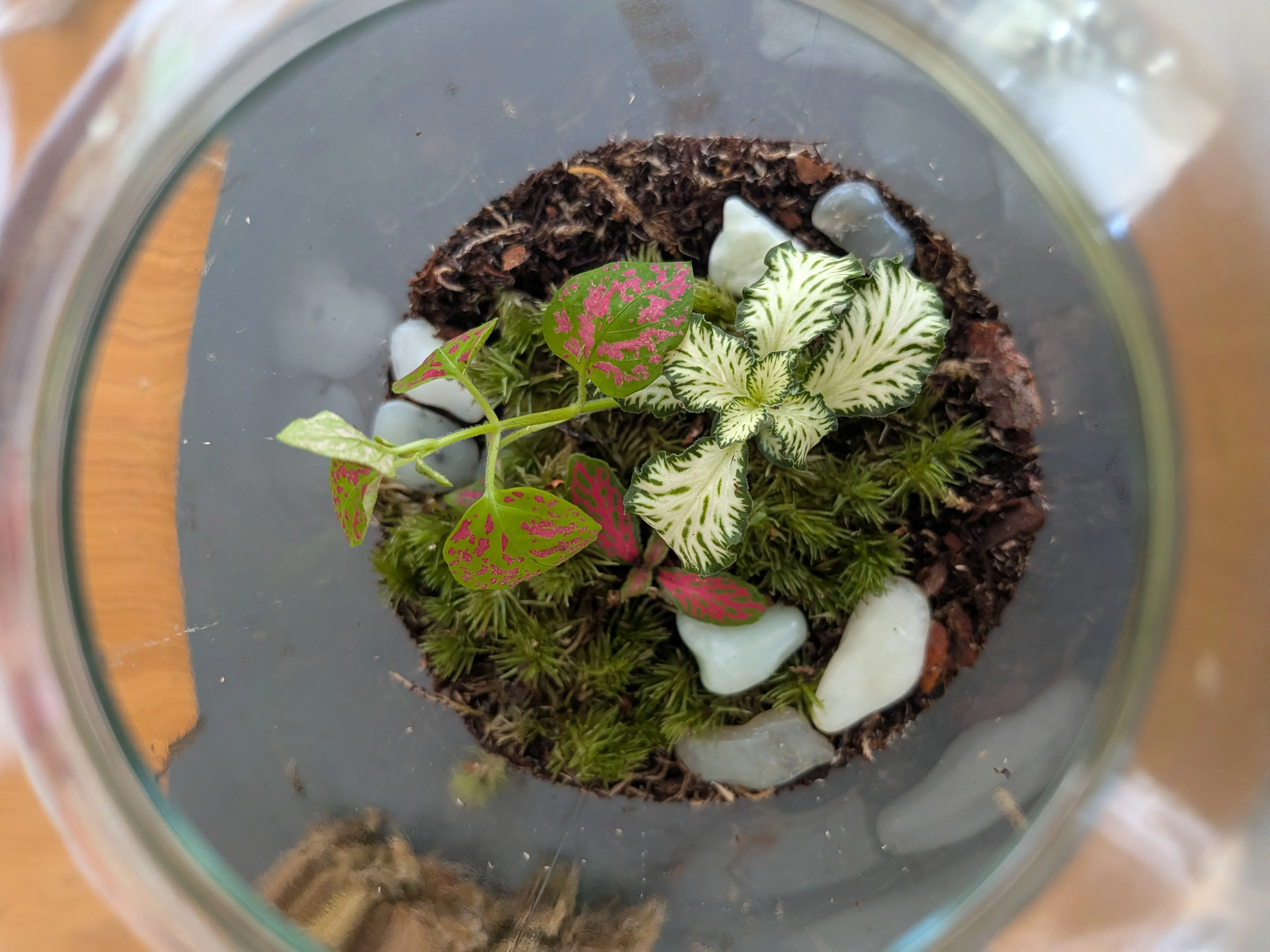 A miniature terrarium with patterned foliage and moss